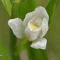 Schwertblättriges Waldvögelein (Cephalanthera longifolia)